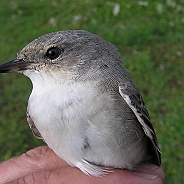 Föregående